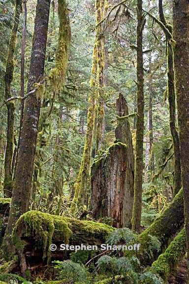 opal creek forest 2 graphic